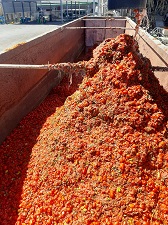 Retraço de Tomate